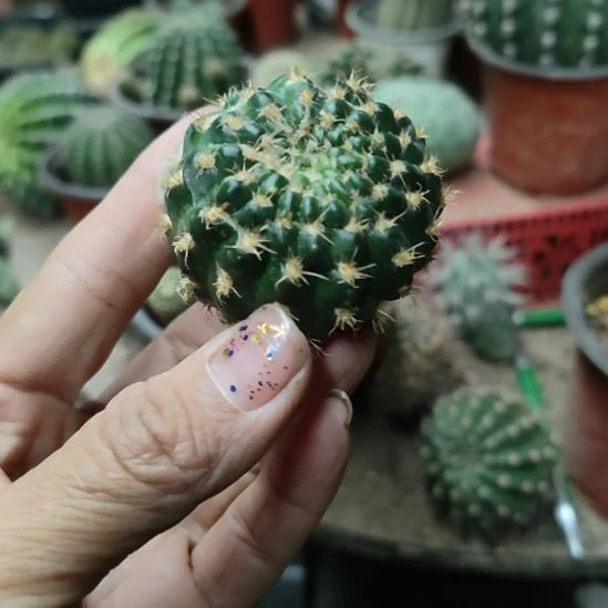 仙人球玉牡丹侧芽