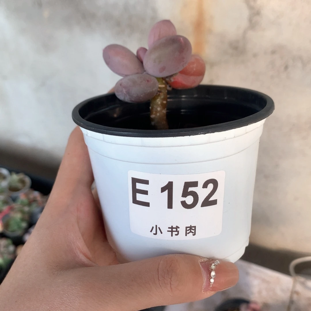 小屁桃桃桃桃桃哈哈哈哈多肉