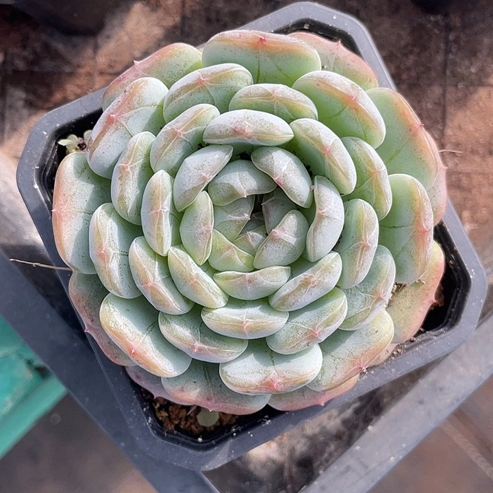 白恋多肉植物一物一拍