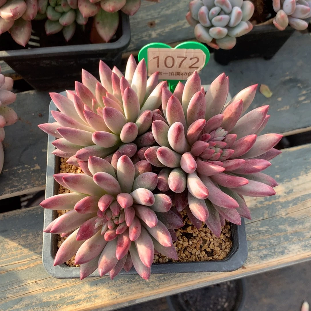 嘘***静车厘子无砍平头1072