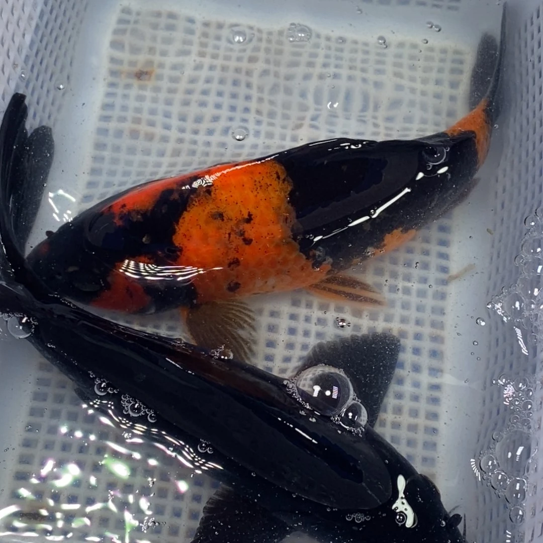 锦鲤锦鲤（无开箱视频不售后）