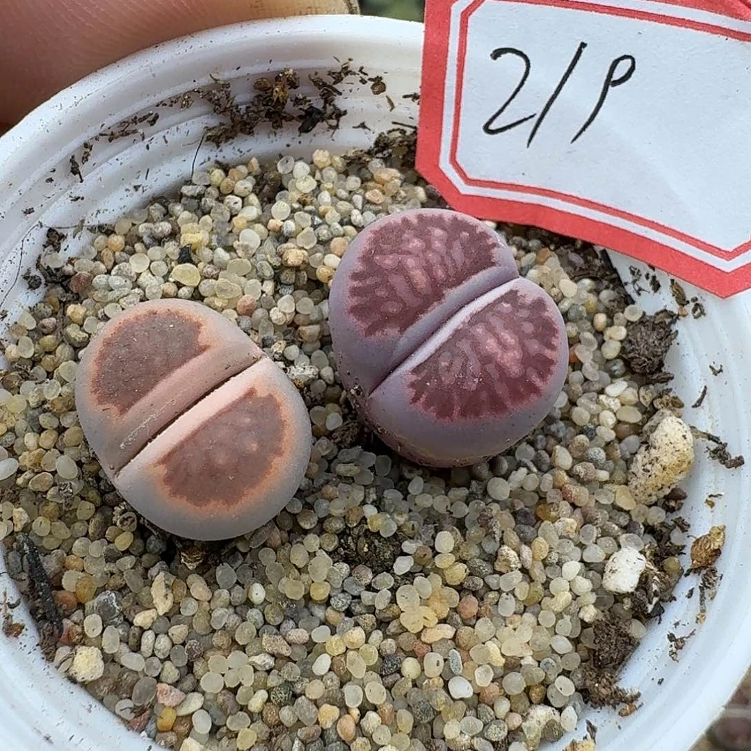 219多肉哈哈哈哈哈哈哈哈