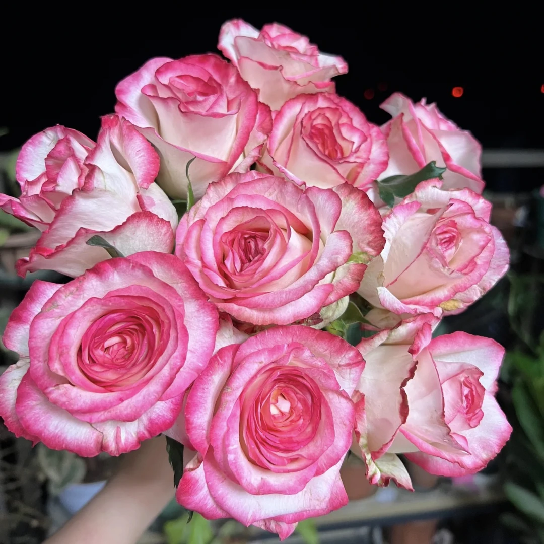 新品【九尾狐】高杯切花带香味 刺少 1加仑2.5L根接 云南发货