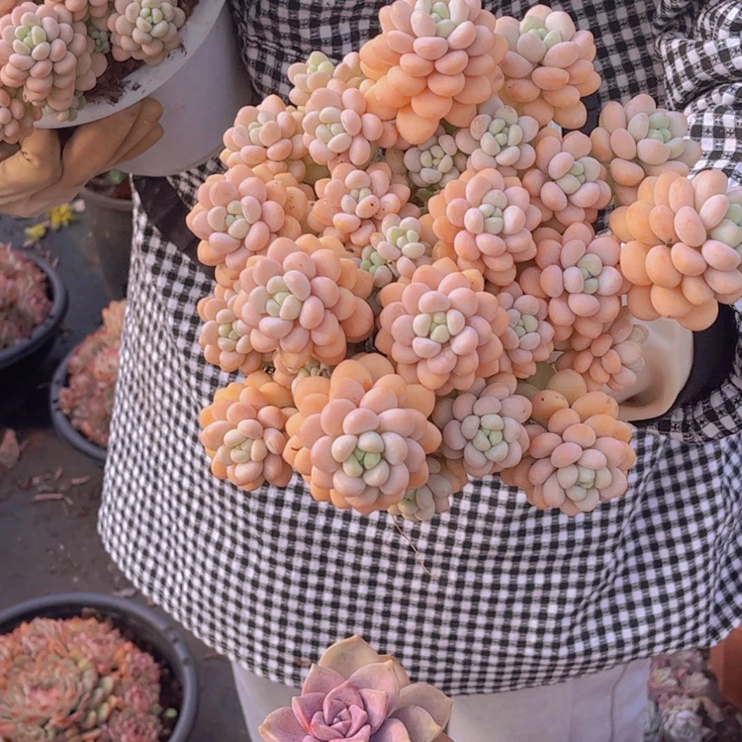 洛可可一颗包邮发货