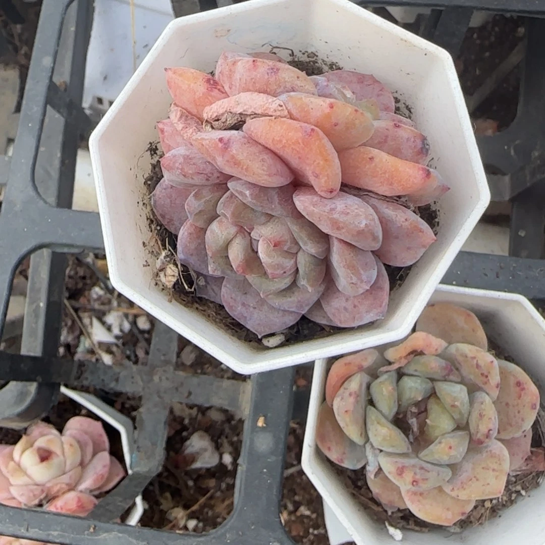 多肉小卡拉米糖心一物一拍