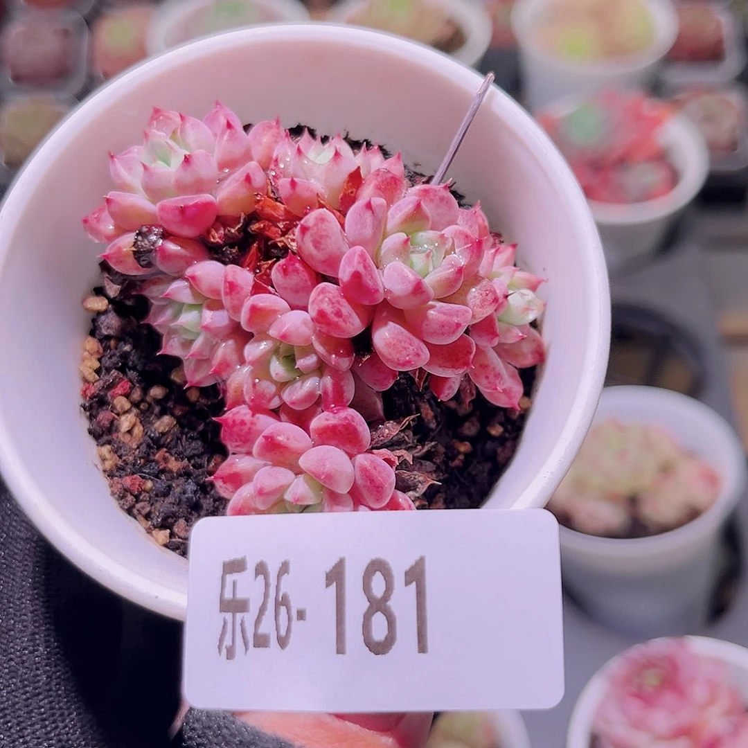 乐然26-181 阿曼尼群