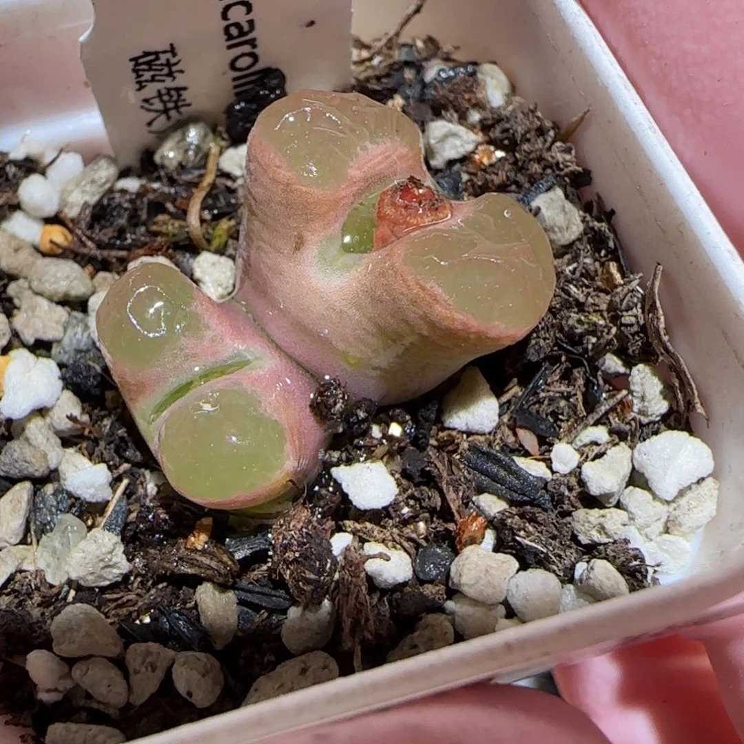 肉锥多肉植物百科-磁铁1731