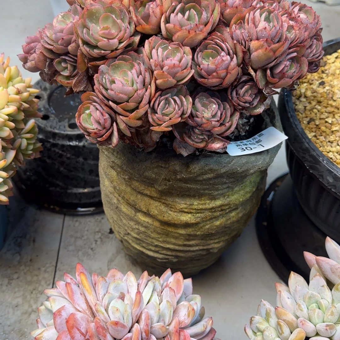 微***暖30-1秀妍朵朵多肉植物