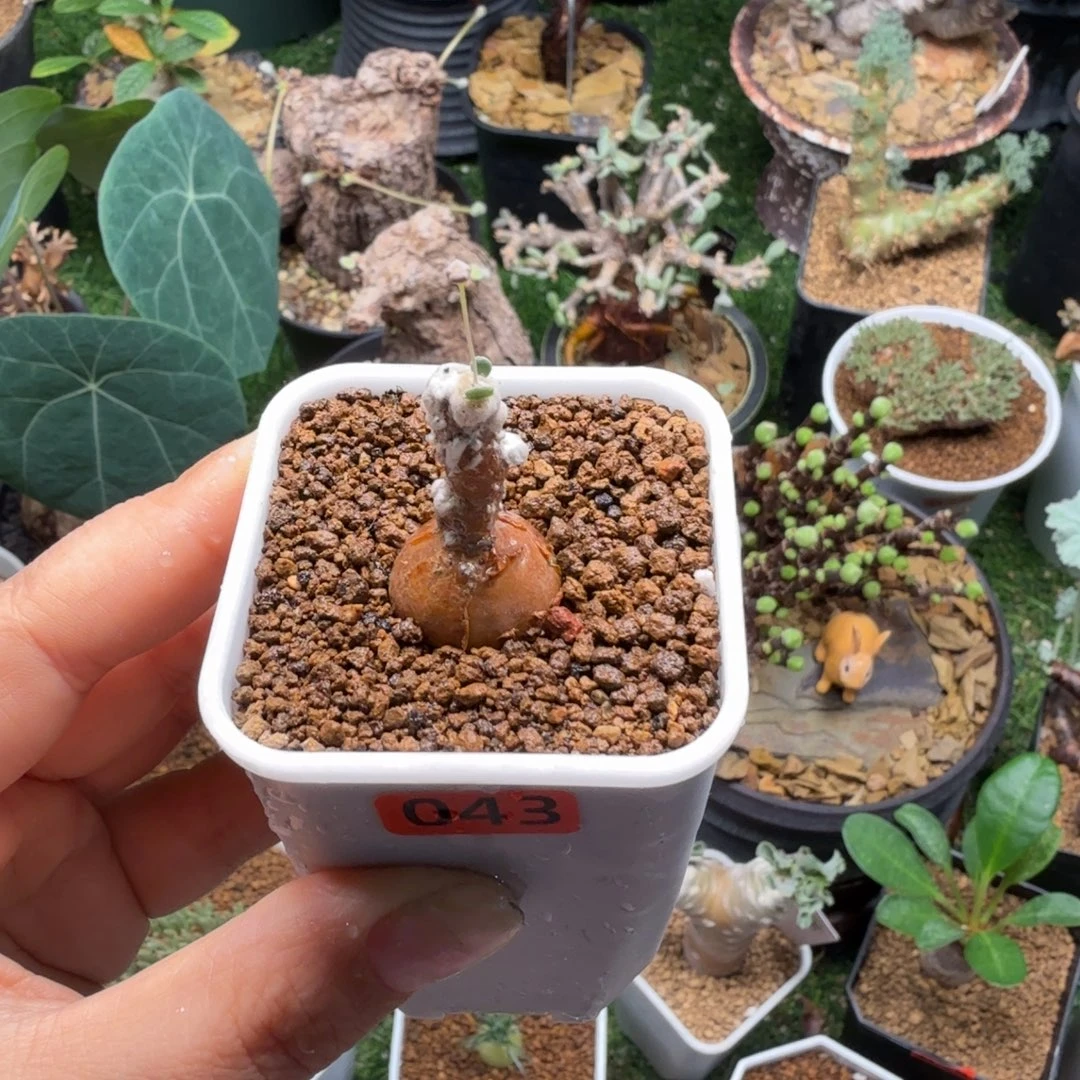 恩特美043(派马厚墩菊)