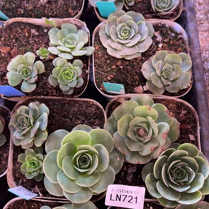 露妮721多品种玫瑰4盆/约9颗 上播福利