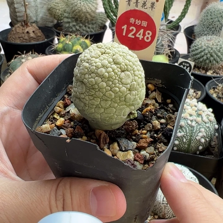 实生带崽凝蹄玉一棵3cm