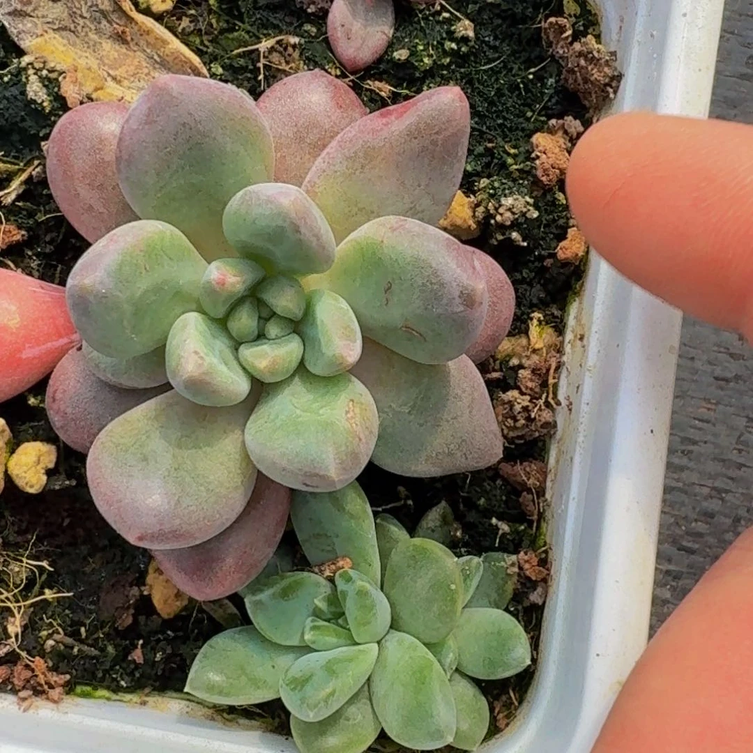 美人系多肉植物一物一拍