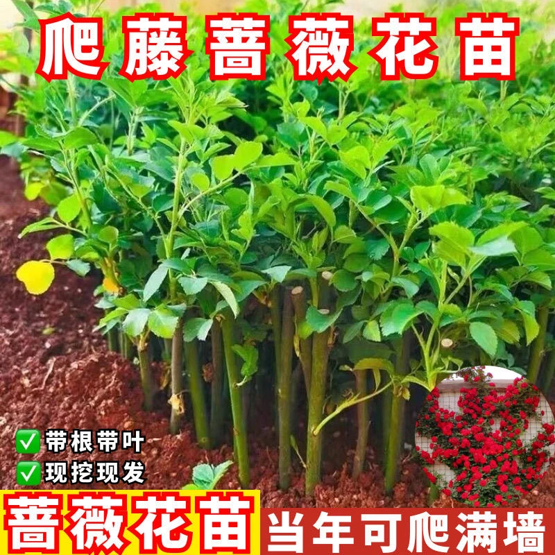 云南直发10棵藤本月季蔷薇花苗爬藤四季开花耐寒耐热庭院植物小苗