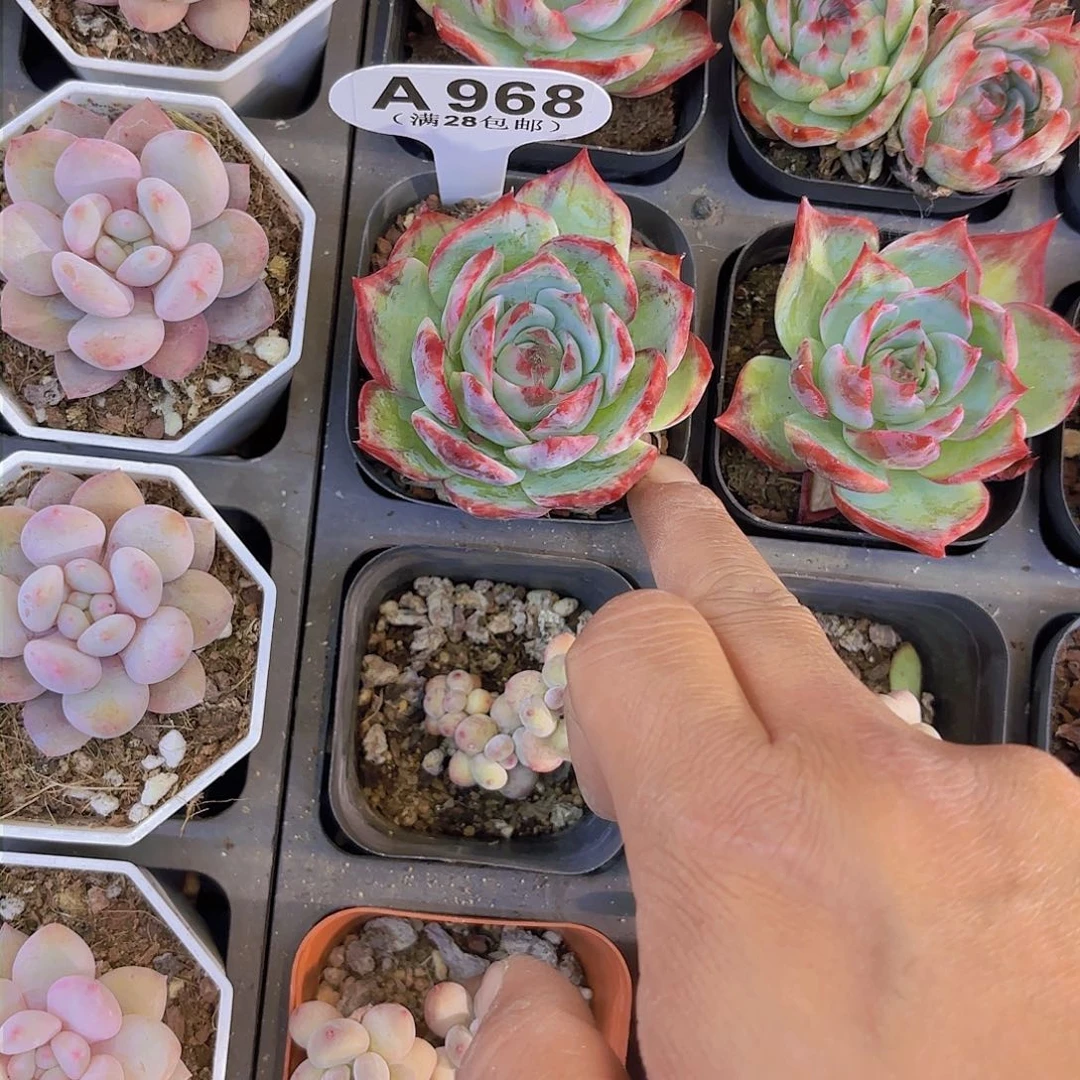 A968惊鸿仙子一物一拍