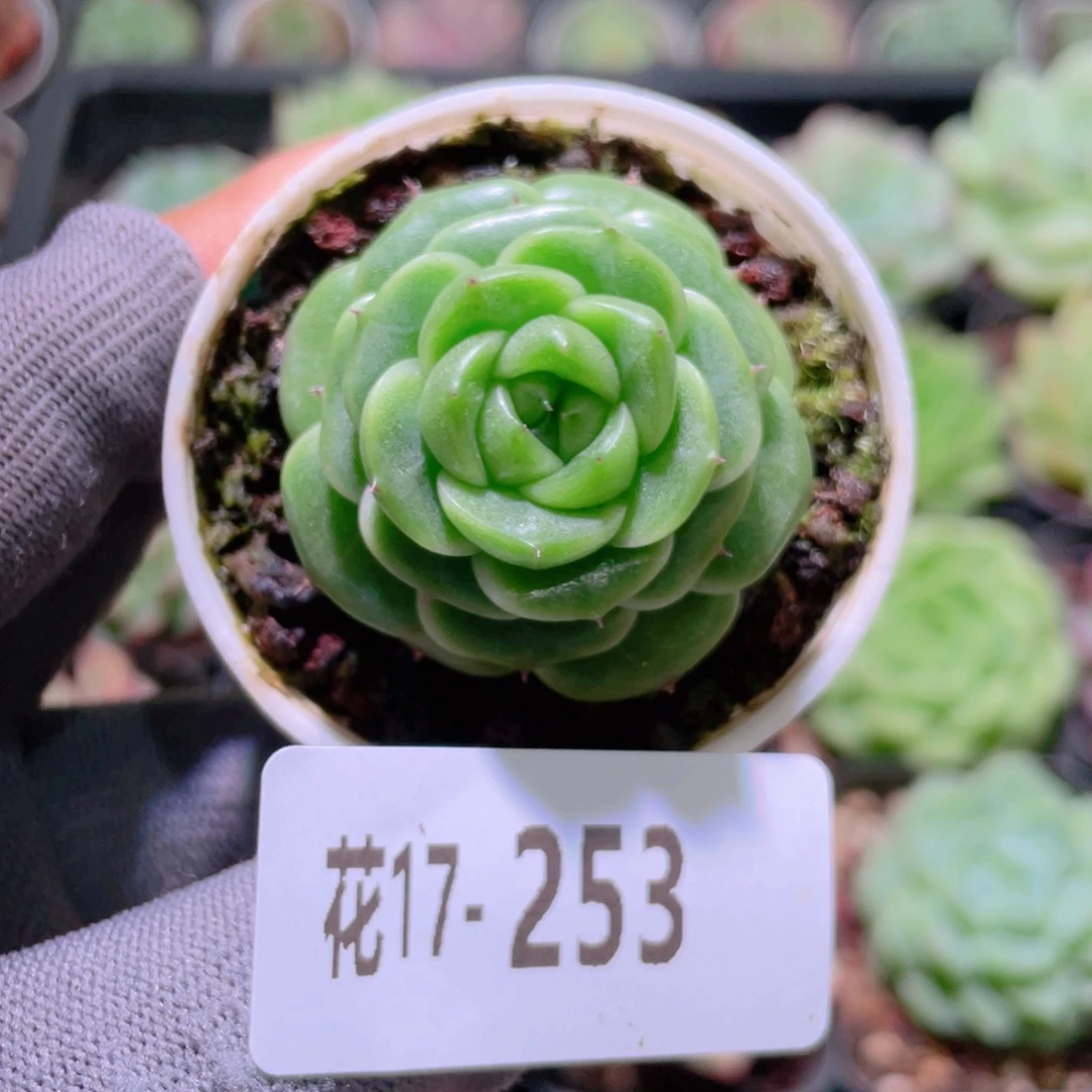 花利美17-253珍妮