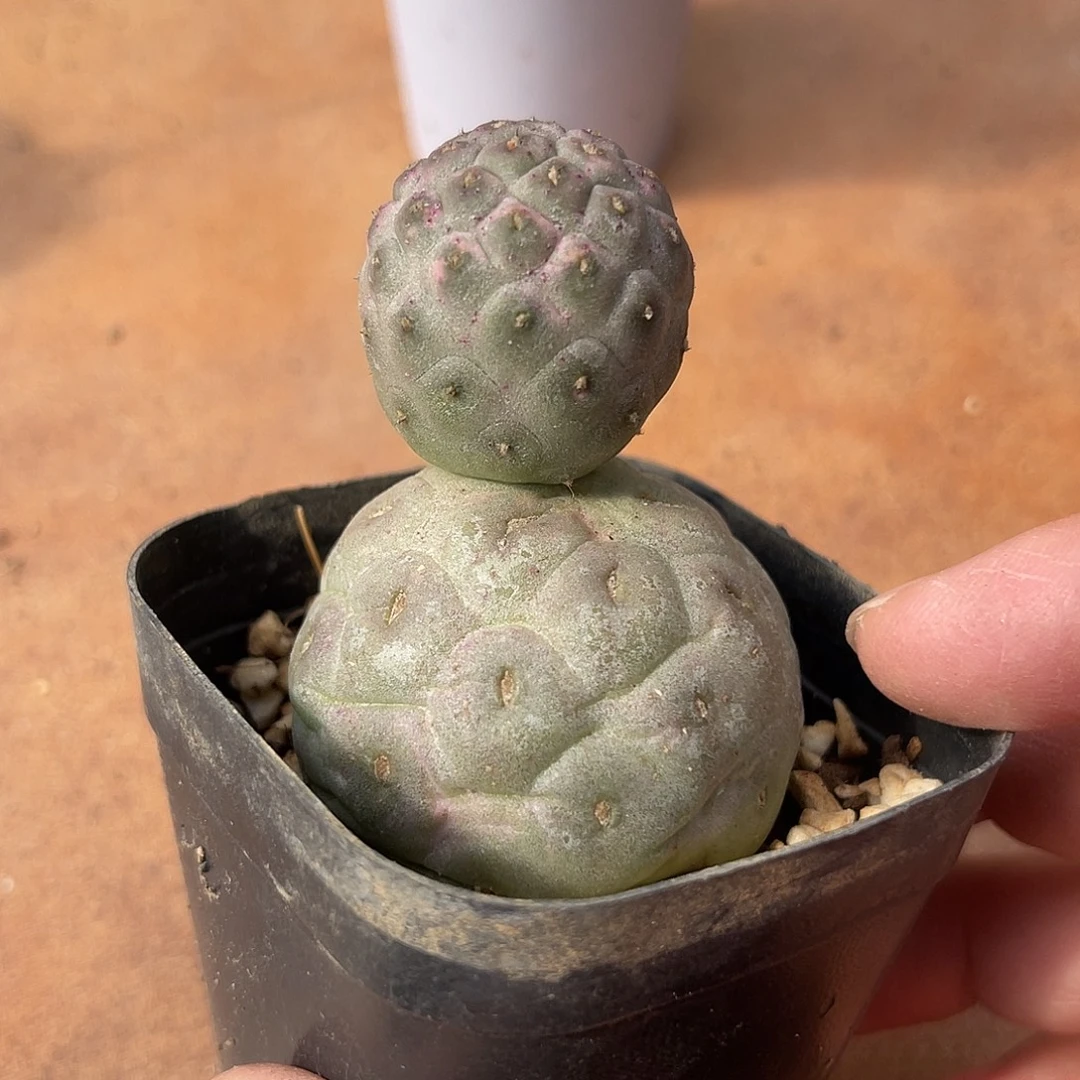 无刺习志野锦雪人造型