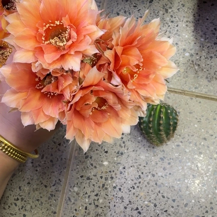 258金刚27歪无根侧牙3公分左右，20包邮