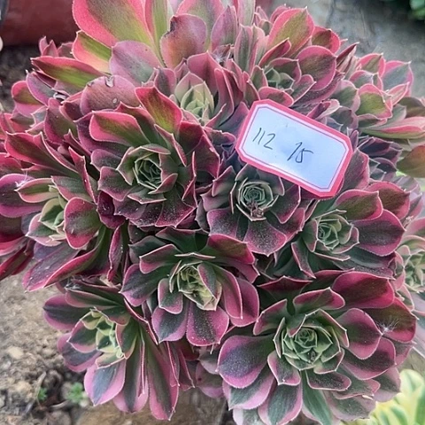 多肉植物白凤112