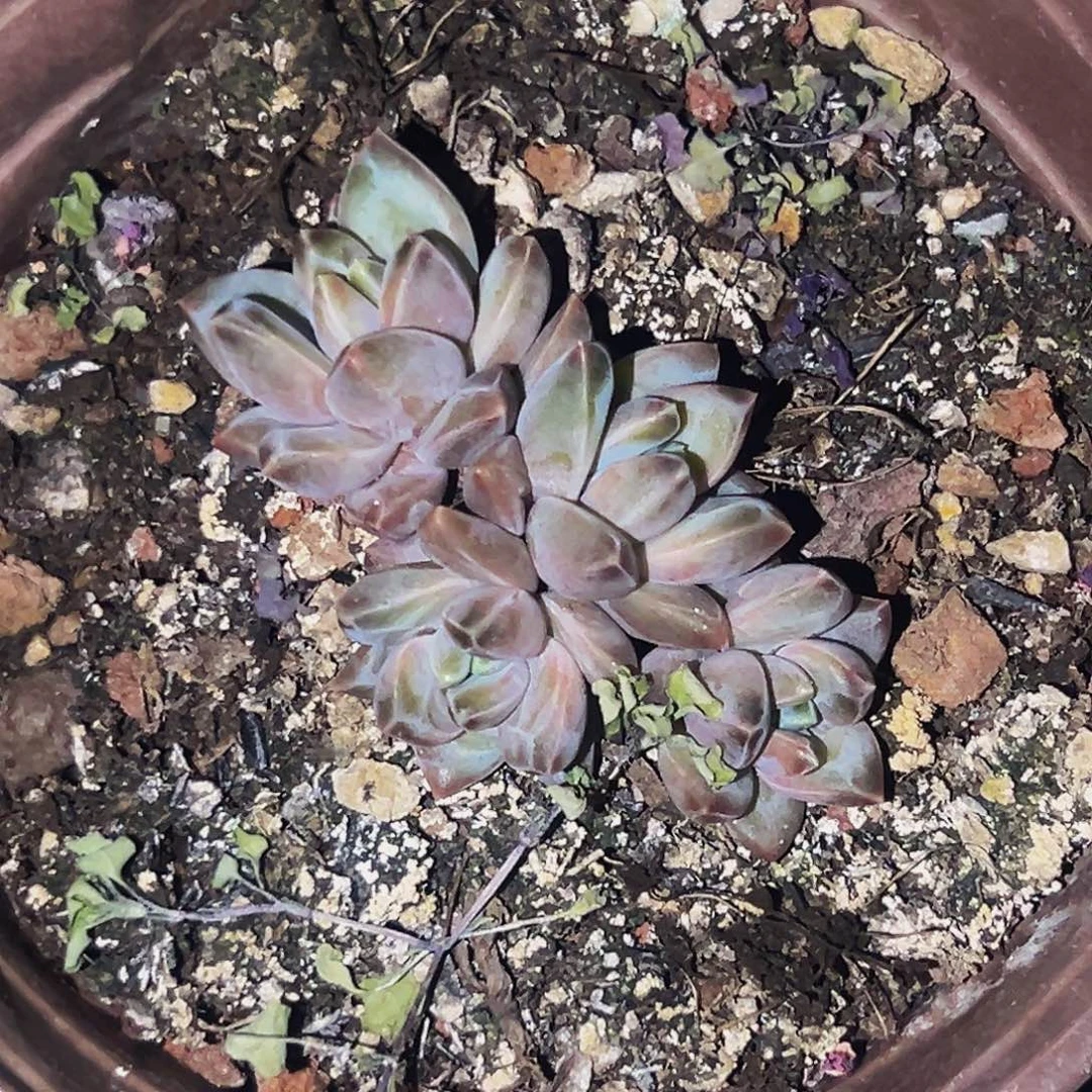 桔云多肉美人精品系列