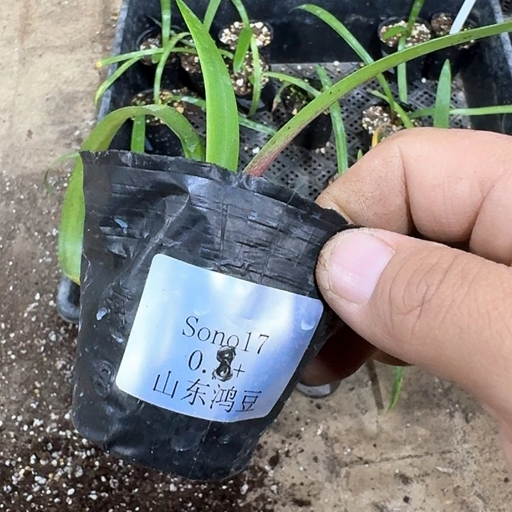 当前无花朵，栽培后可花朵A*C17