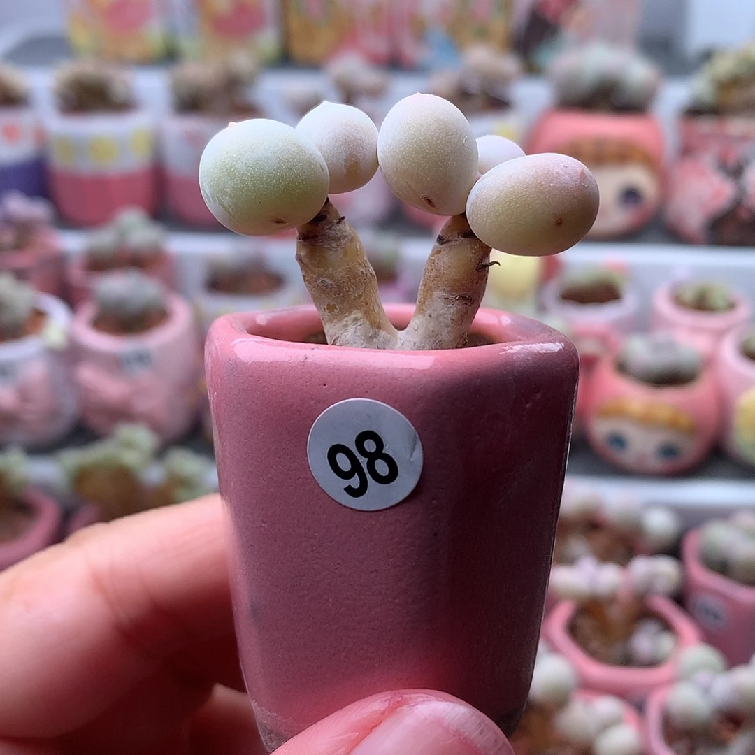 鸡蛋奶酪带盆发货