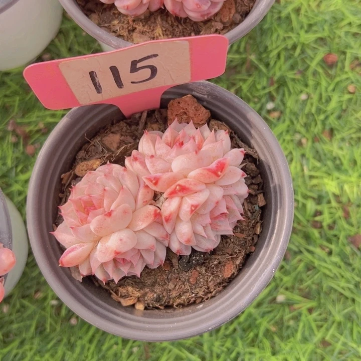 健健康康平平安安