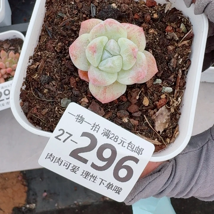 石化冰玉无盆土无盆土