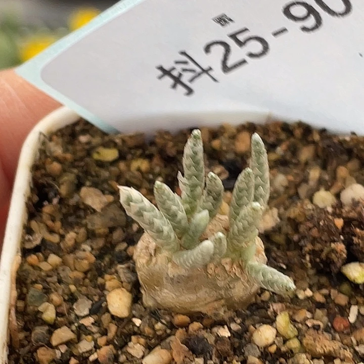 25-90韧劲多肉植物