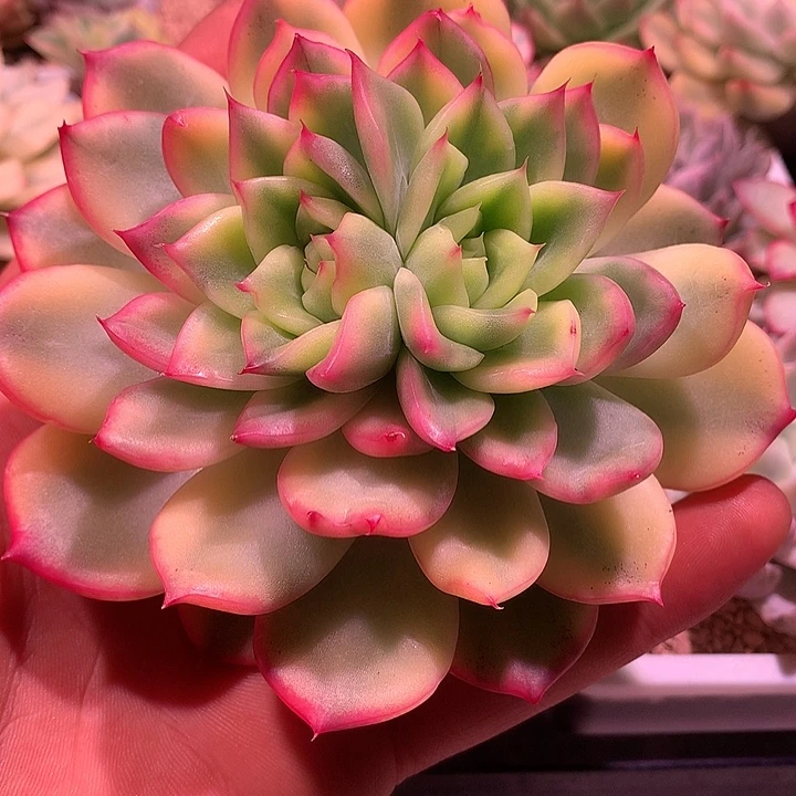 弗罗瑞安纳锦锦锦锦