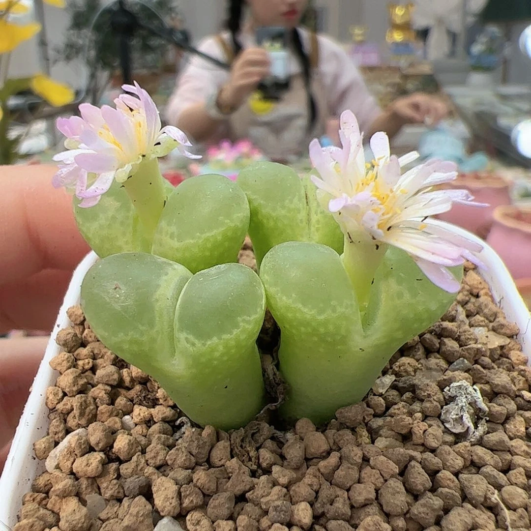 【闪购商品】150 泡泡风铃