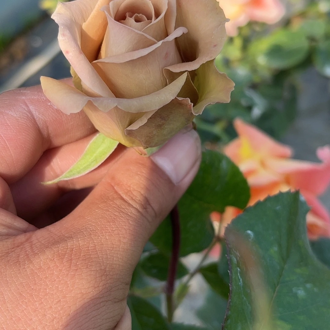 无花朵——-复古紫 大苗