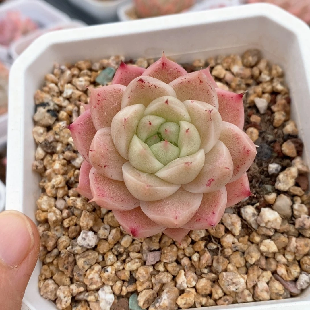 精品多肉一物一拍150