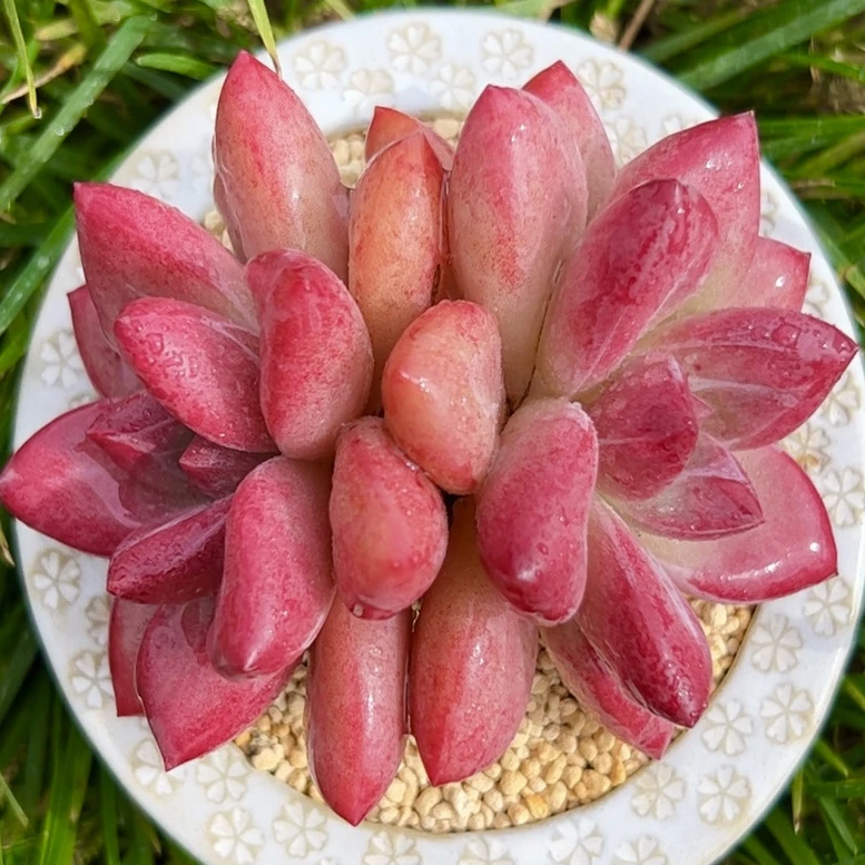 赫菲斯托双头一颗