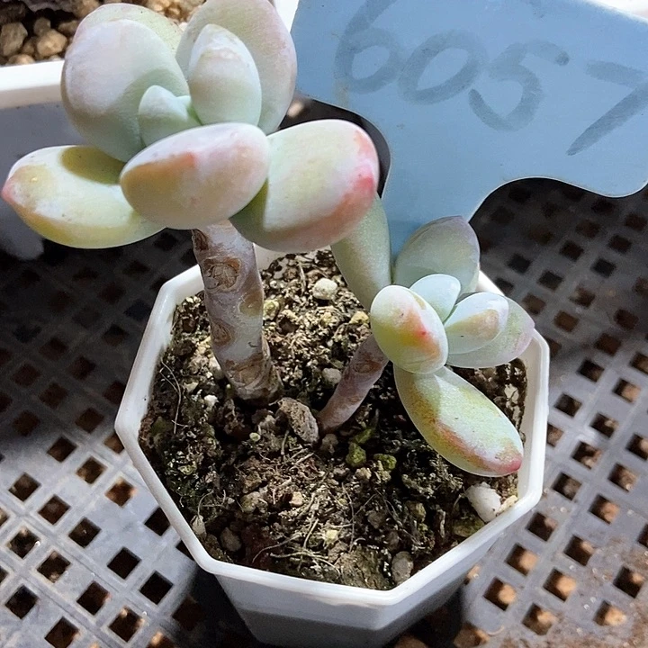 多肉植物雪美人6057