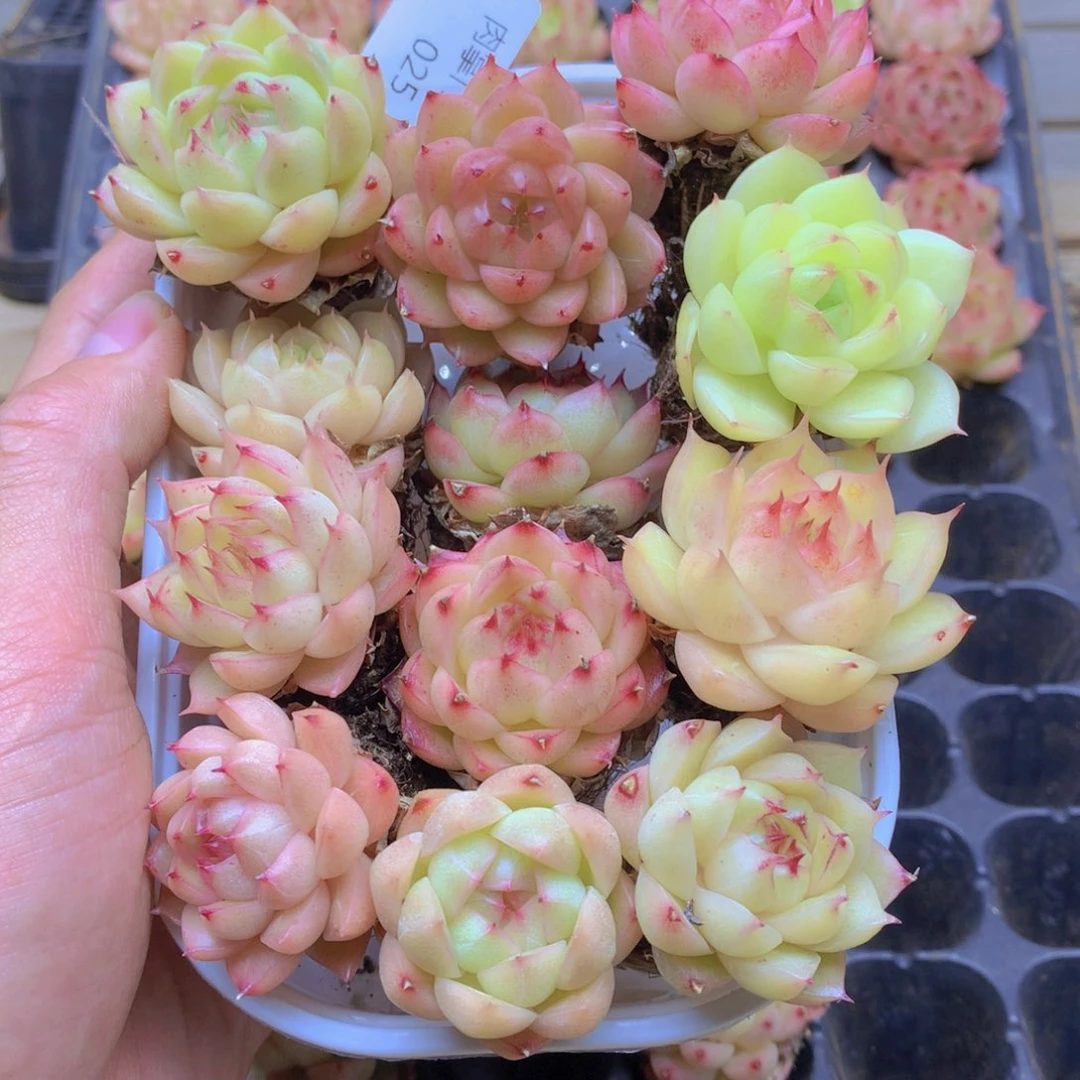 我要去看你了啊我的025