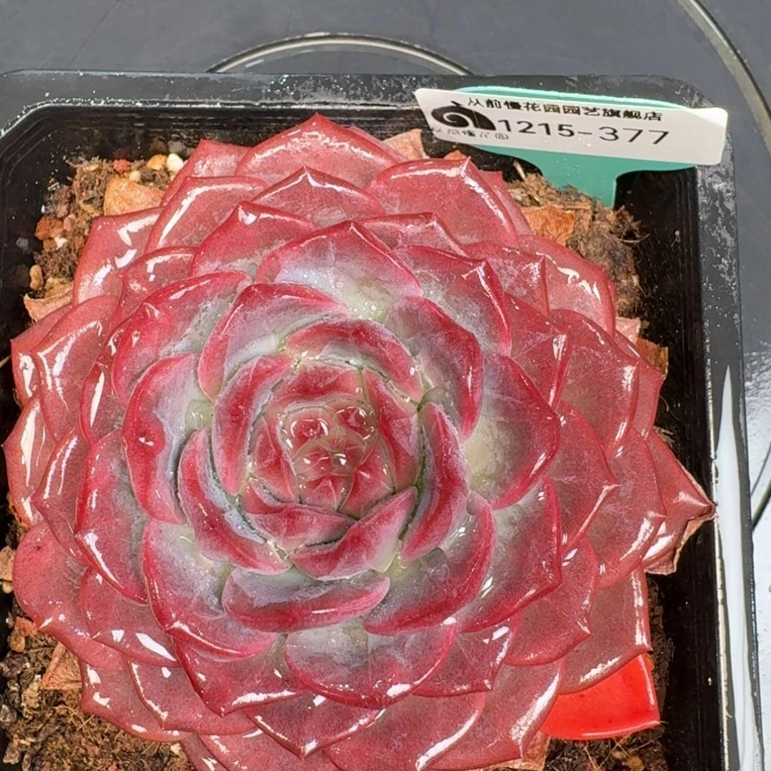 从前慢多肉精选编号1215.377