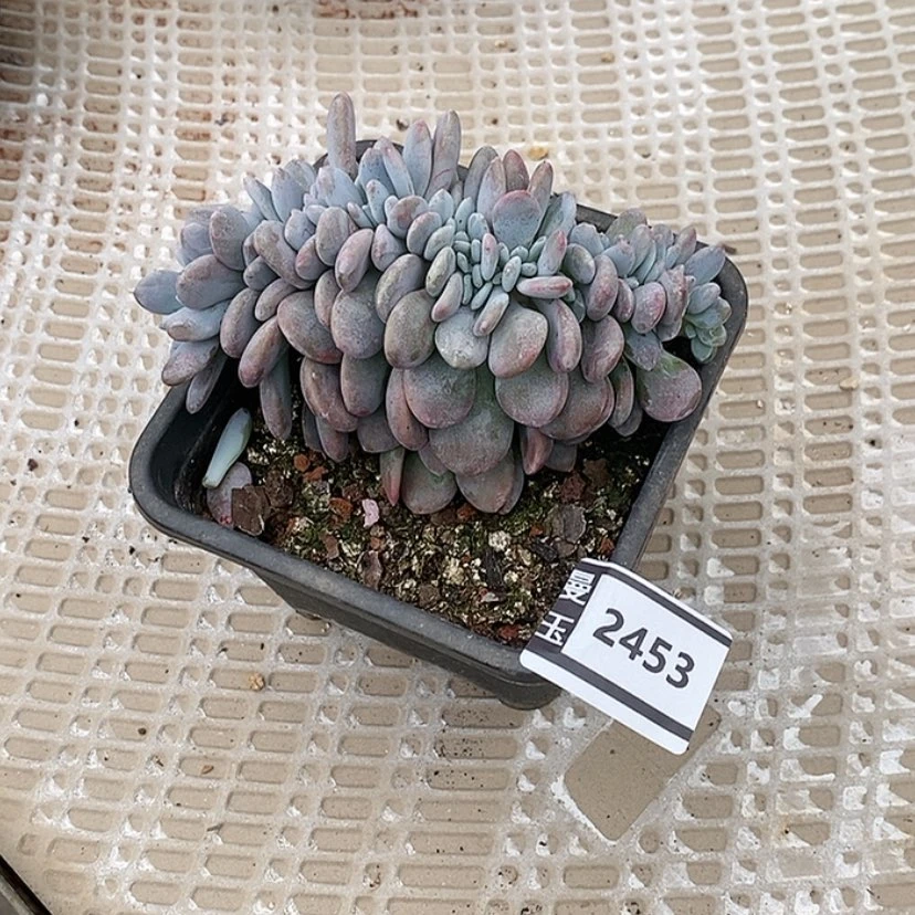 【闪购商品】粉兔缀2453