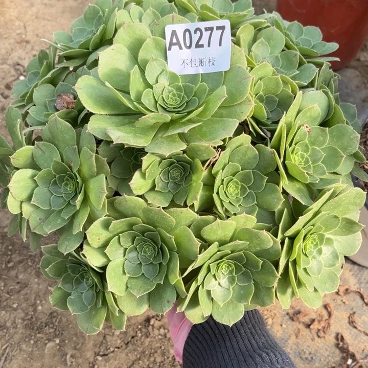 277绿墨多肉法师不包断枝