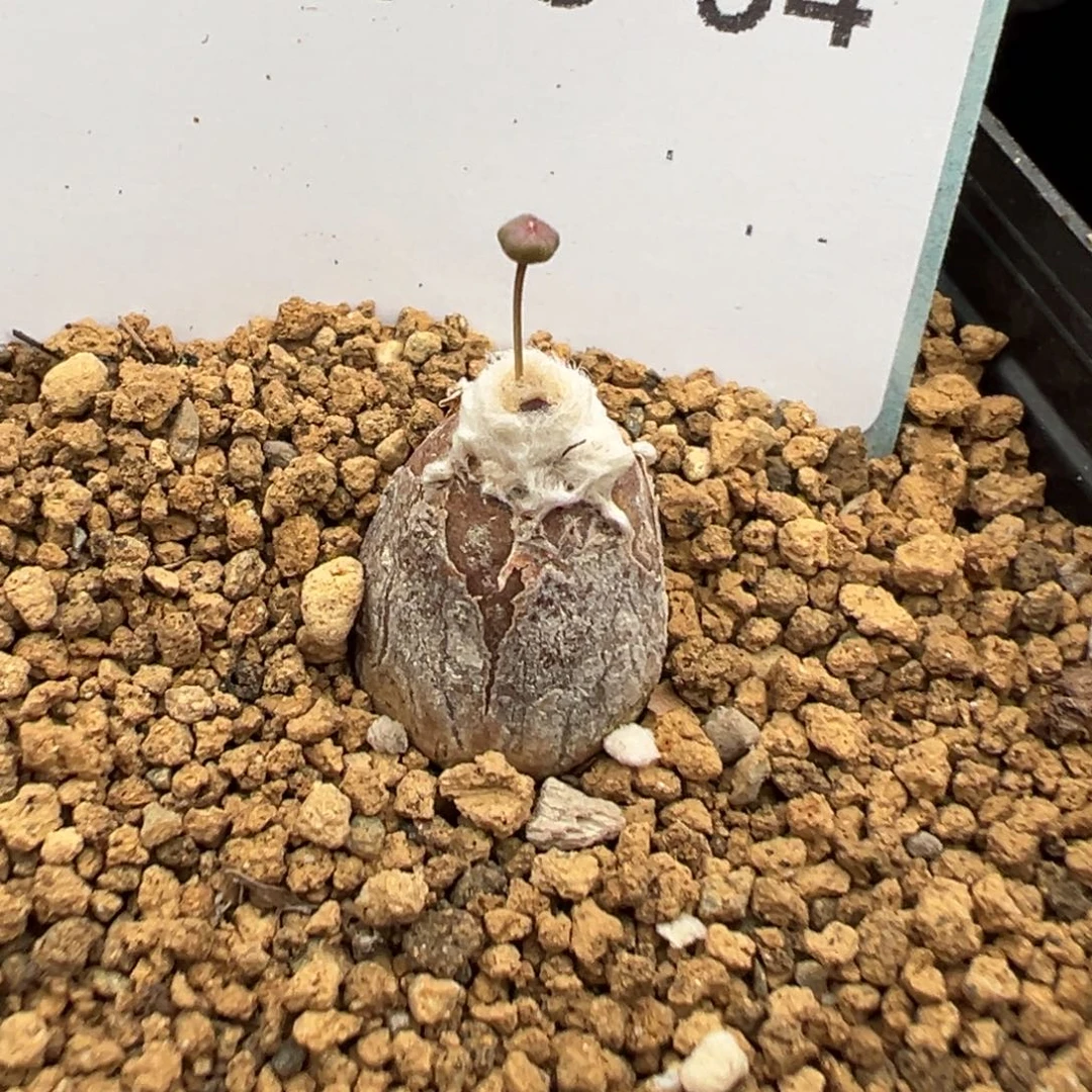 23-94肉锥多肉植物