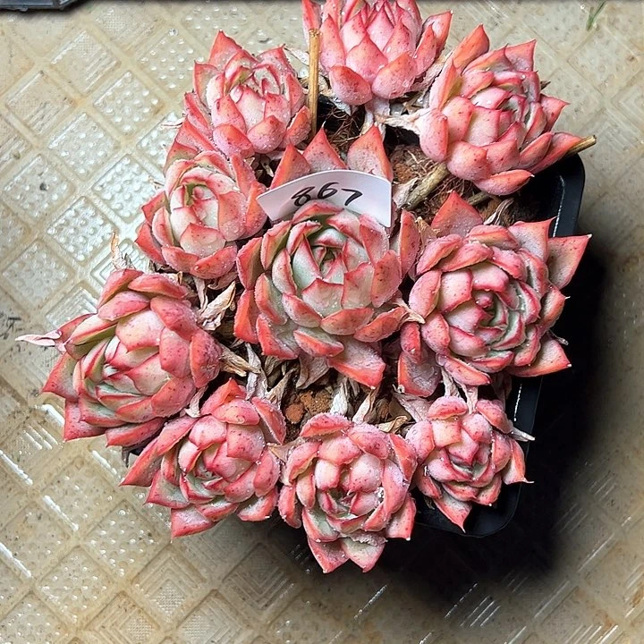 你****？867//////////////