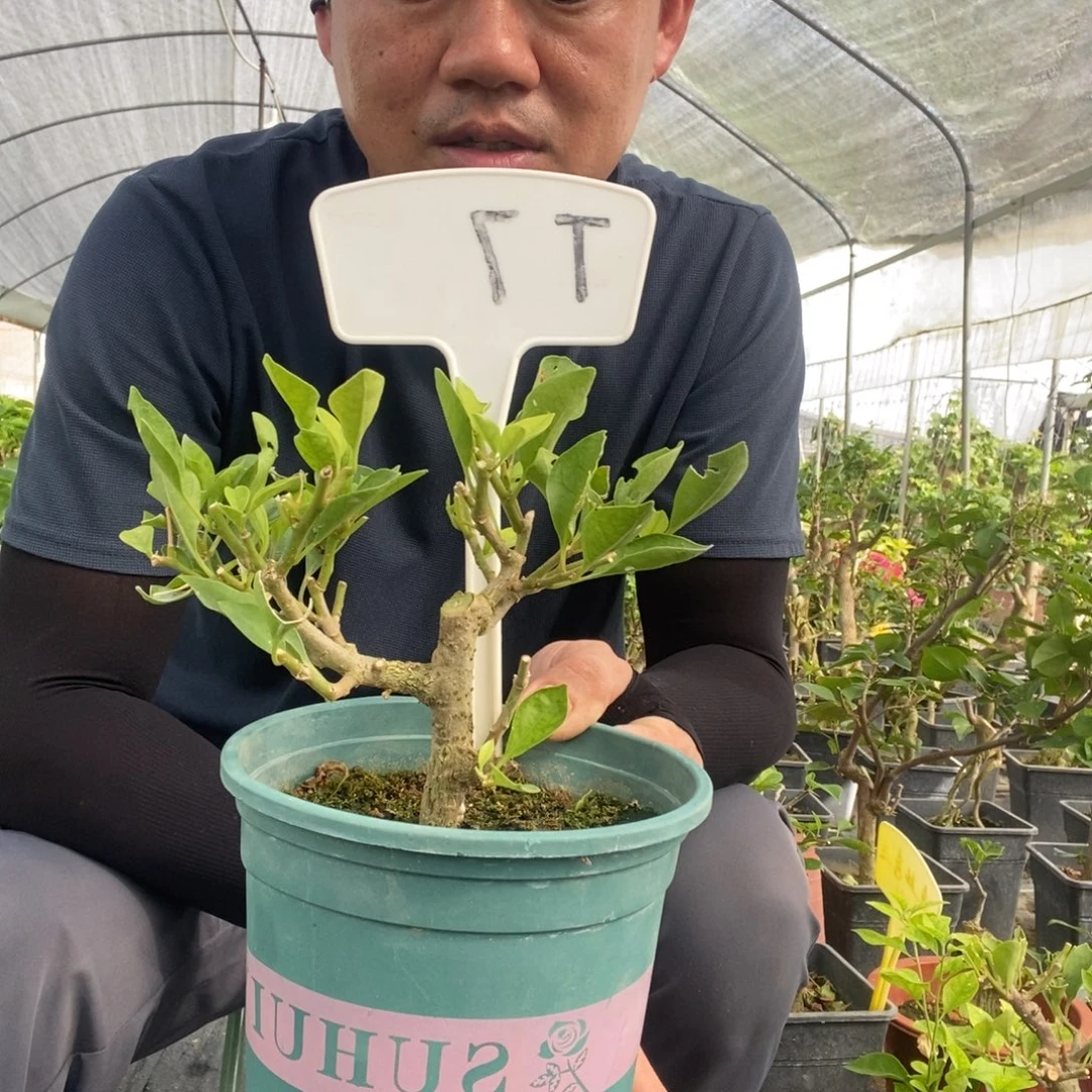 用***8无花朵三角梅卡亚塔T7
