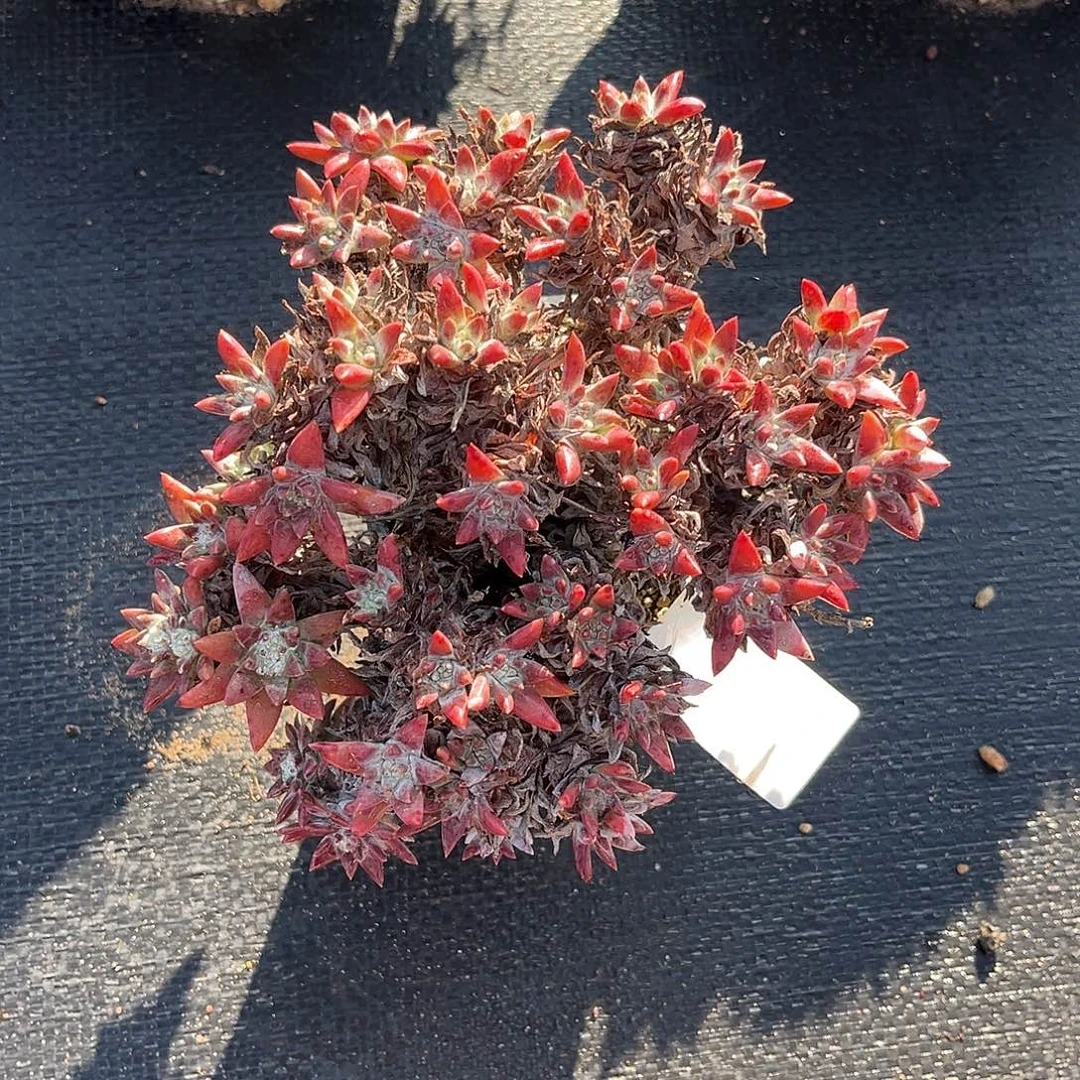 42头白菊小鹿多肉一物一拍