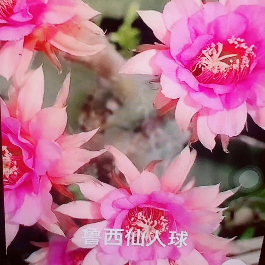 金妞 蓉蓉 侧芽 满20包邮
