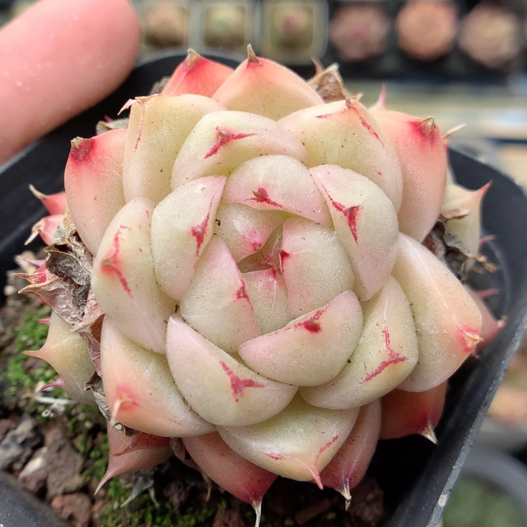 F179 ，20包邮两天凑单