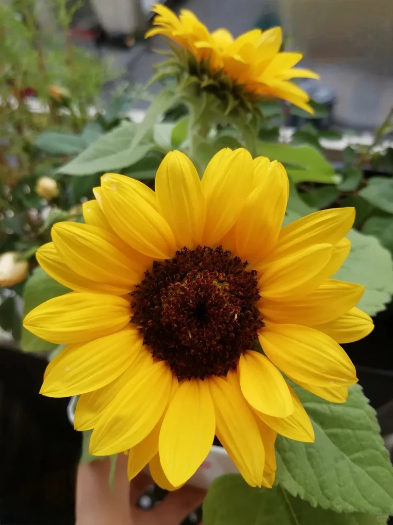 【向日葵5枝】金黄黑心向阳花鲜花