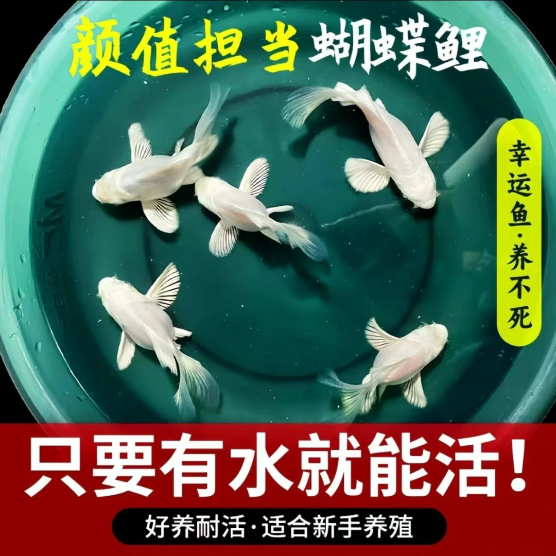 台湾球体蝴蝶鲤纯种活体球身短身石膏白大鳍大尾蝴蝶鲤好养观赏鱼