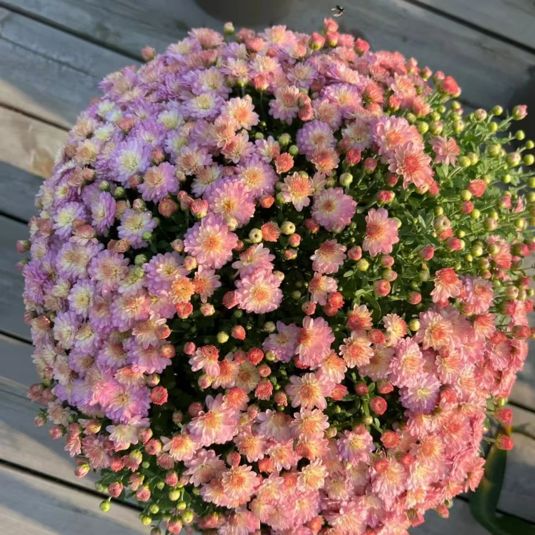 【绚秋粉黛】150盆 球菊千头菊盆栽花苗四季开放易爆盆好养护