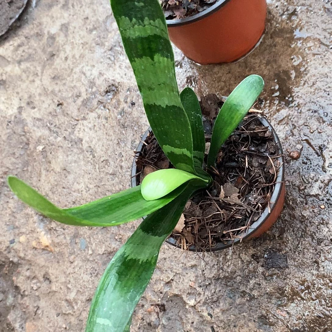 君子兰，君子兰，毛串斑