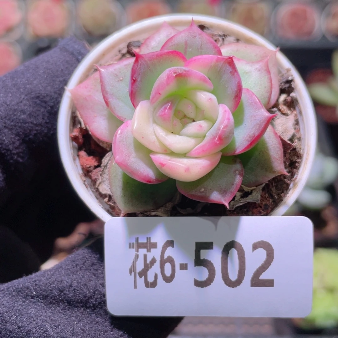 花利美6-502新品锦