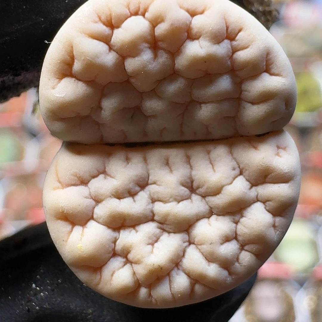 生石花111111。  35